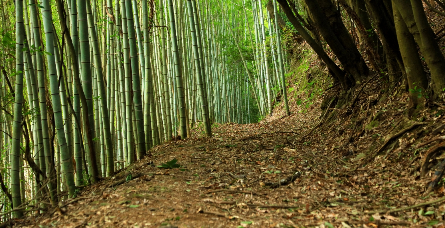 北条義時の生きた時代＜京都発信＞