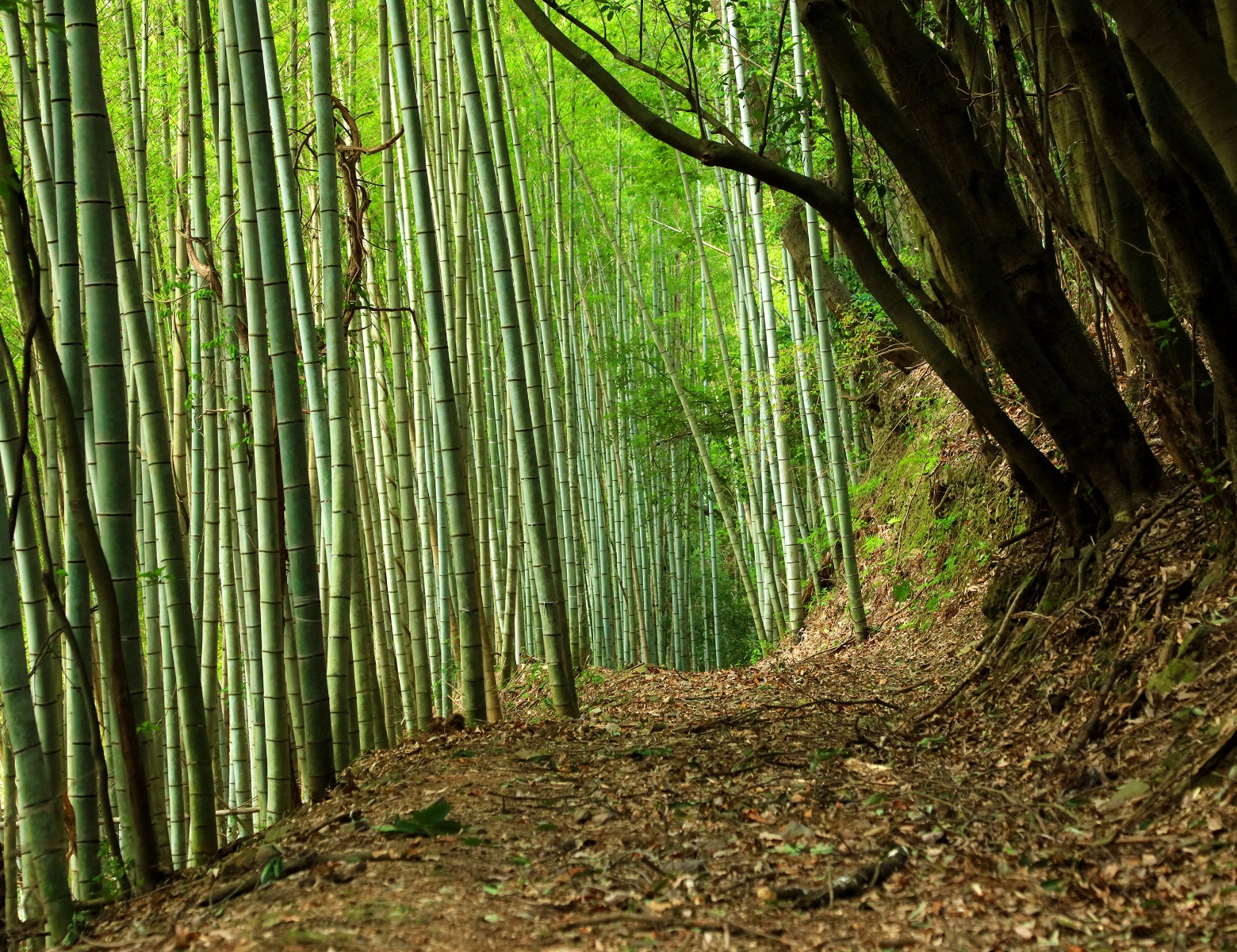 北条義時の生きた時代＜京都発信＞