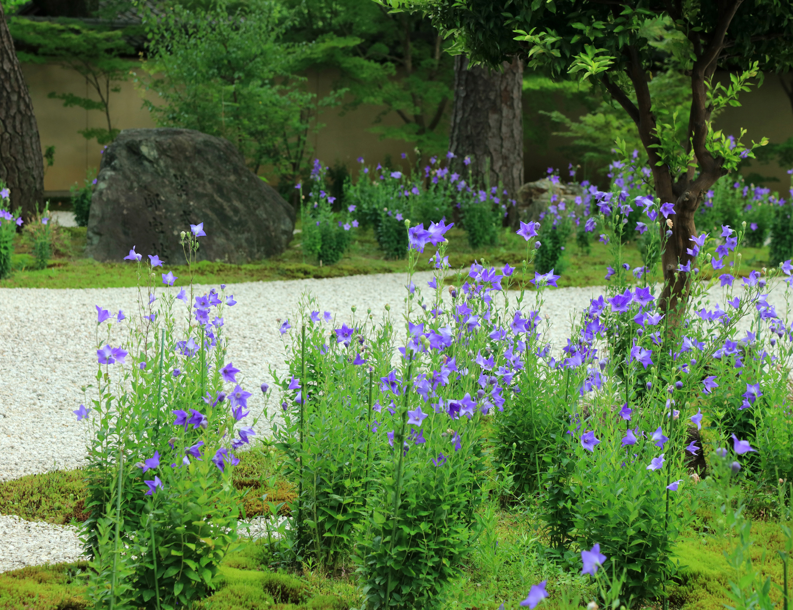紫式部に出会う旅―王朝のおもかげを京都に探して―
