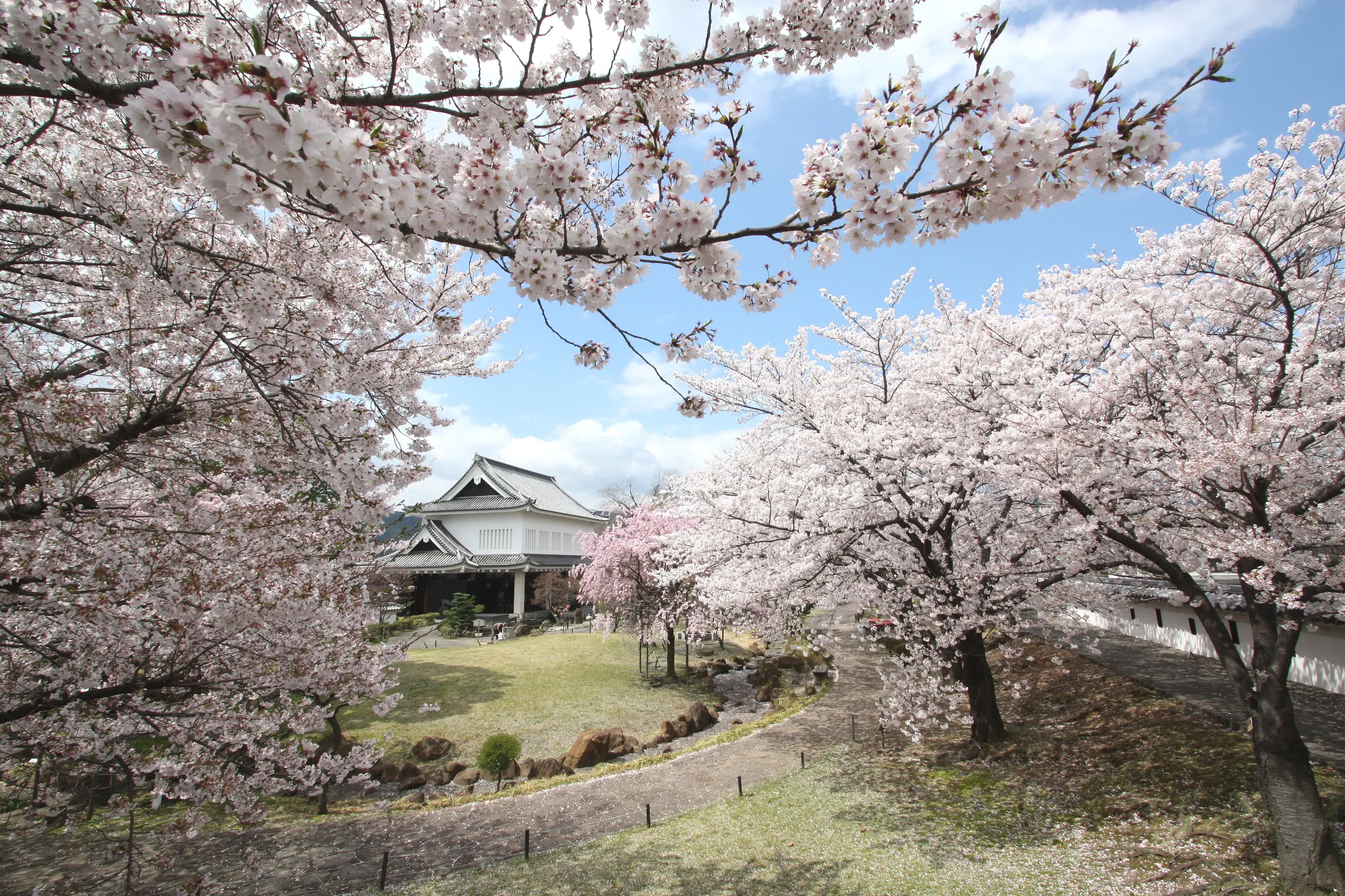 国宝 瑠璃光寺五重塔 桜 見頃 開花状況 2025 ライトアップ