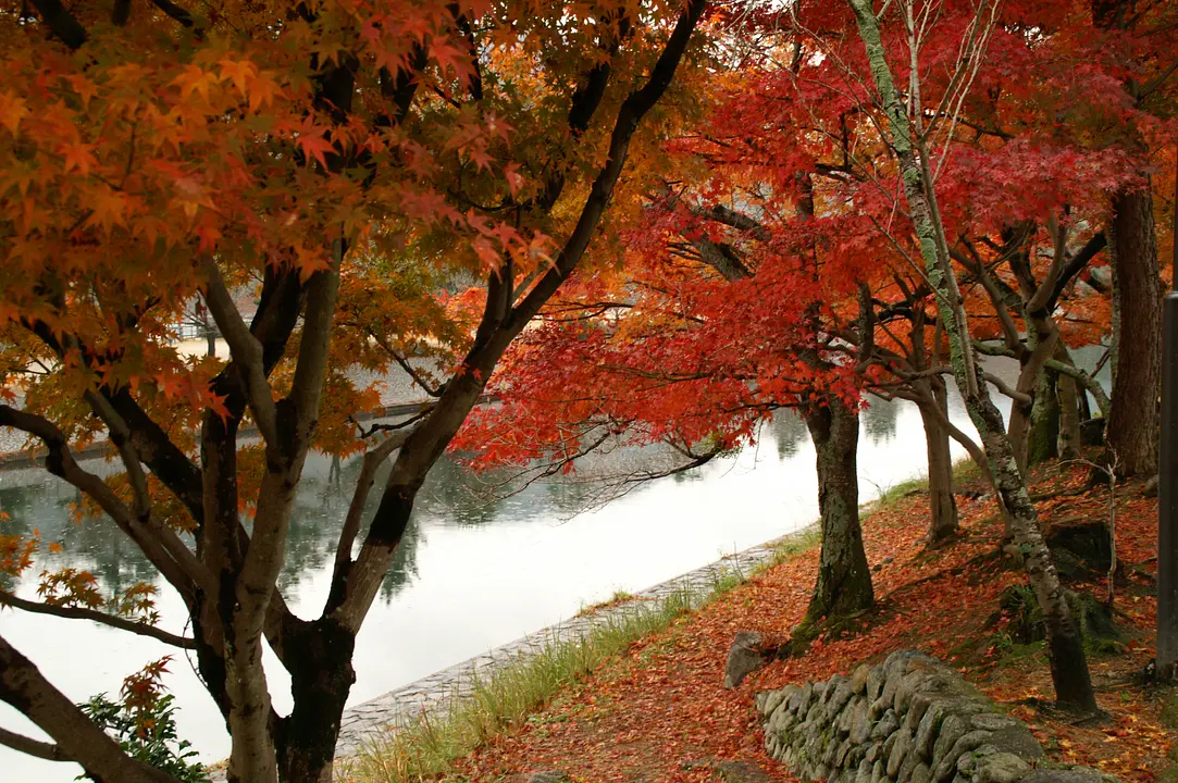 宇治川_紅葉の散歩道(宇治市).JPG