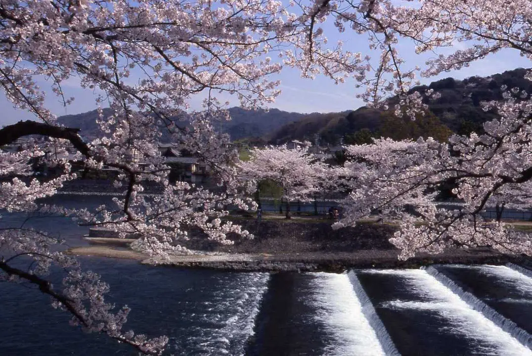 宇治川の桜2(宇治市).jpg