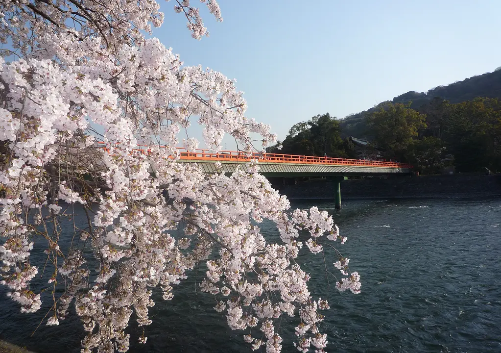 宇治川の桜1.jpg