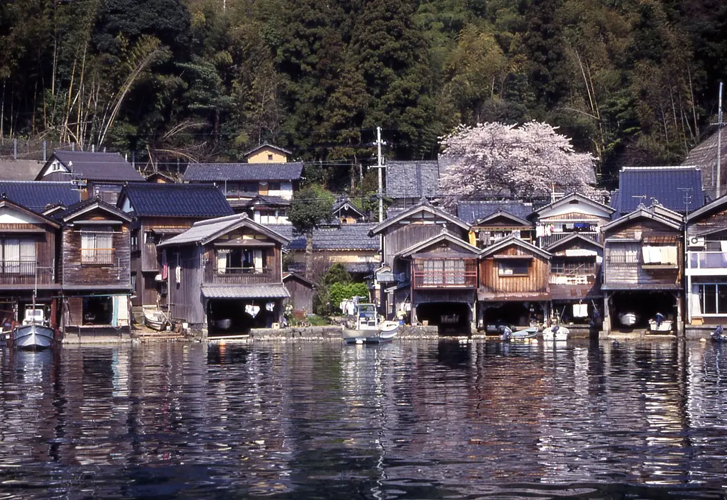 桜と伊根の舟屋2(伊根町).jpg