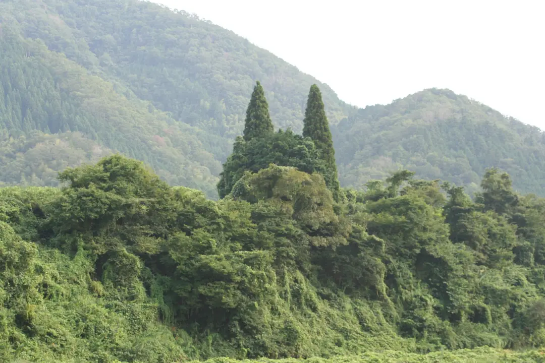 鬼の木(福知山市).jpg