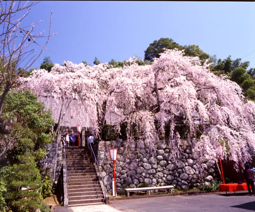 瑠璃寺_吉田桜(舞鶴市).jpg
