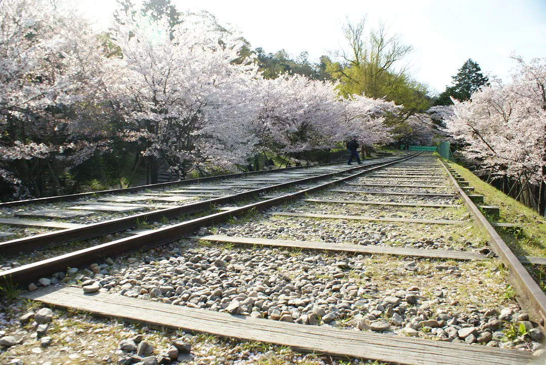 京都市左京区_蹴上インクライン_桜1.JPG