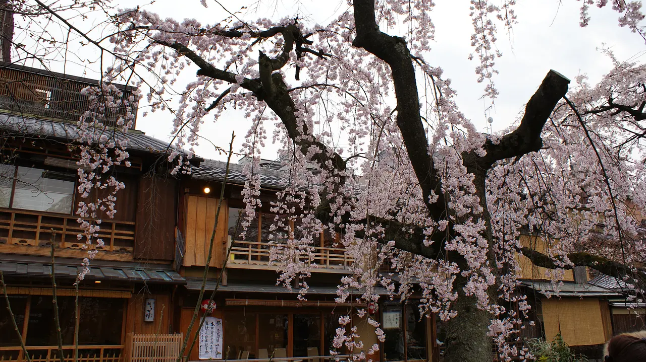 京都市東山区_祇園白川_桜3.JPG