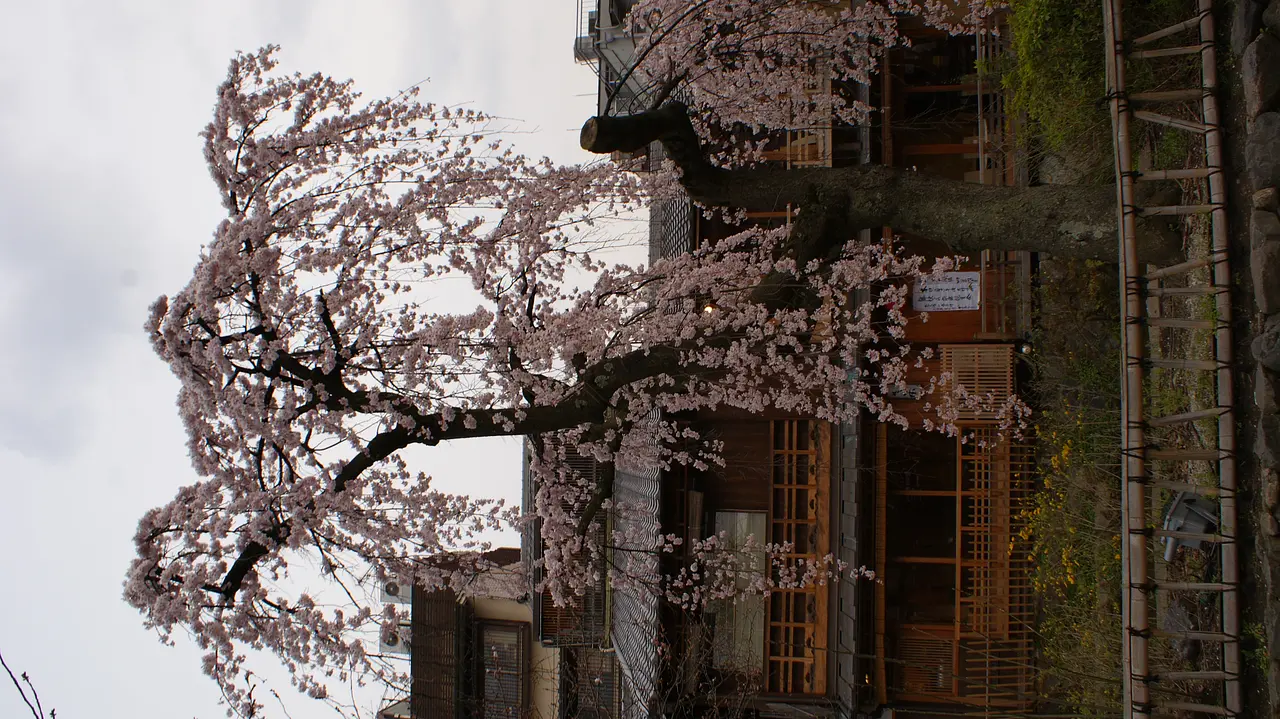 京都市東山区_祇園白川_桜2.JPG