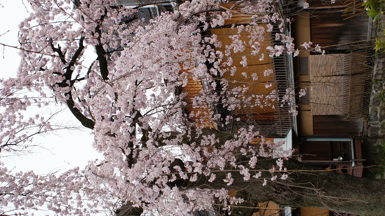 京都市東山区_祇園白川_桜4.JPG
