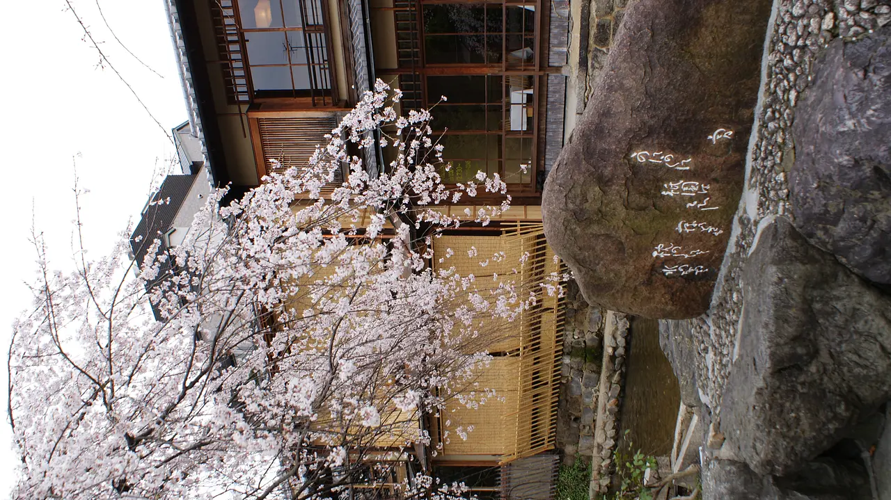 京都市東山区_祇園白川_桜5.JPG