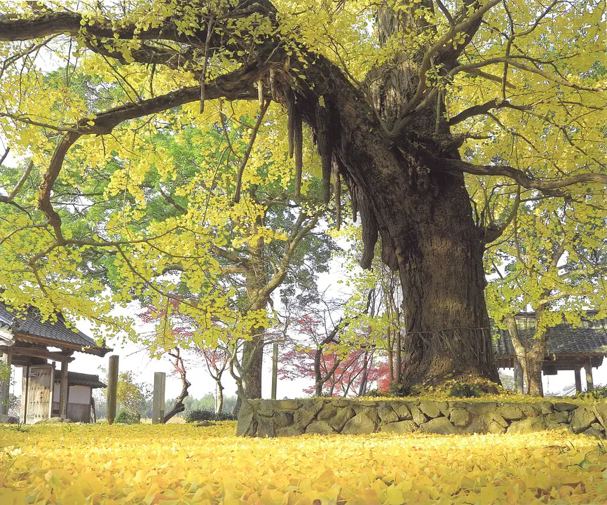 丹波国分寺跡.jpg