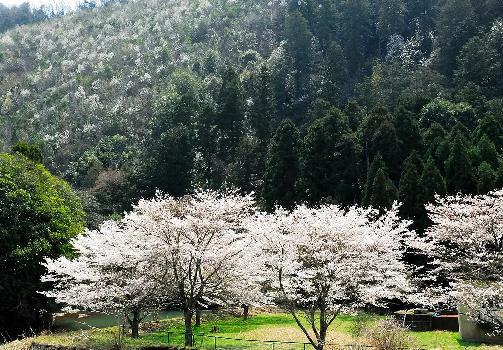 26_入選）春の鼓山.jpg