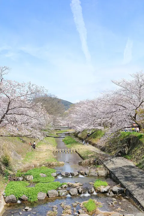 井手町_玉川の桜_005_R.JPG