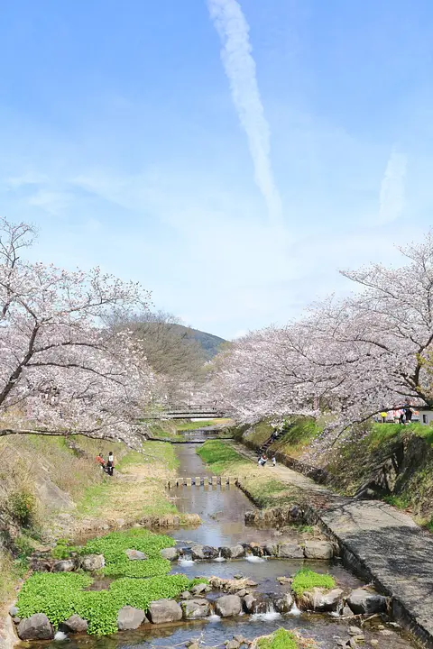 井手町_玉川の桜_006_R.JPG