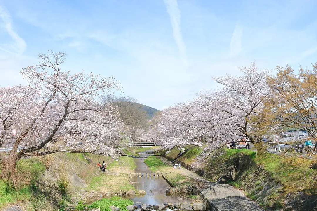 井手町_玉川の桜_007_R.JPG