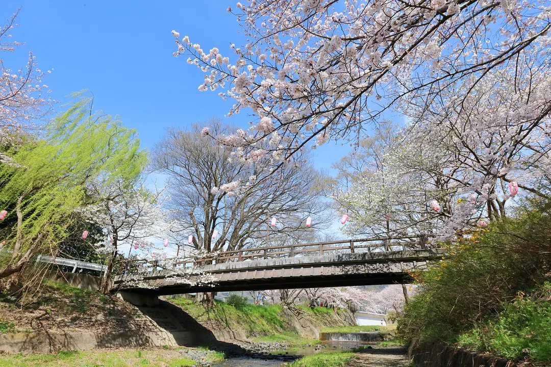 井手町_玉川の桜_009_R.JPG