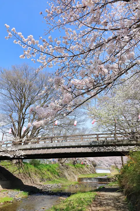 井手町_玉川の桜_008_R.JPG