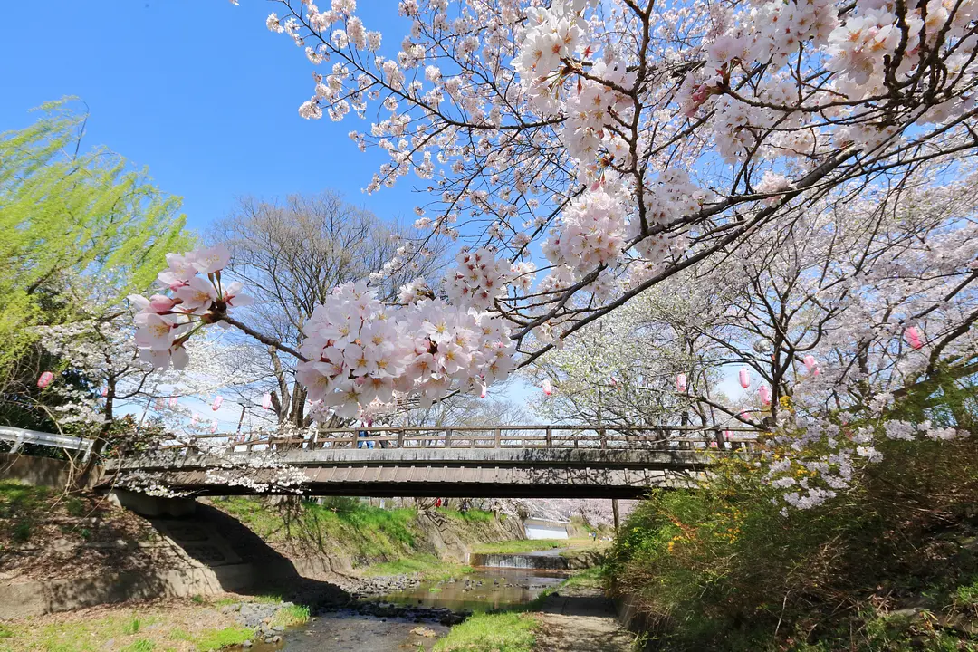 井手町_玉川の桜_010_R.JPG