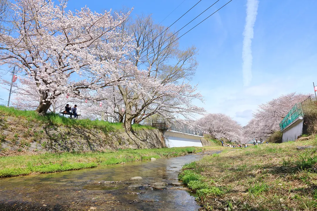 井手町_玉川の桜_011_R.JPG
