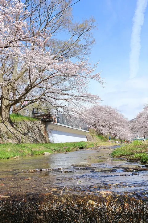 井手町_玉川の桜_013_R.JPG