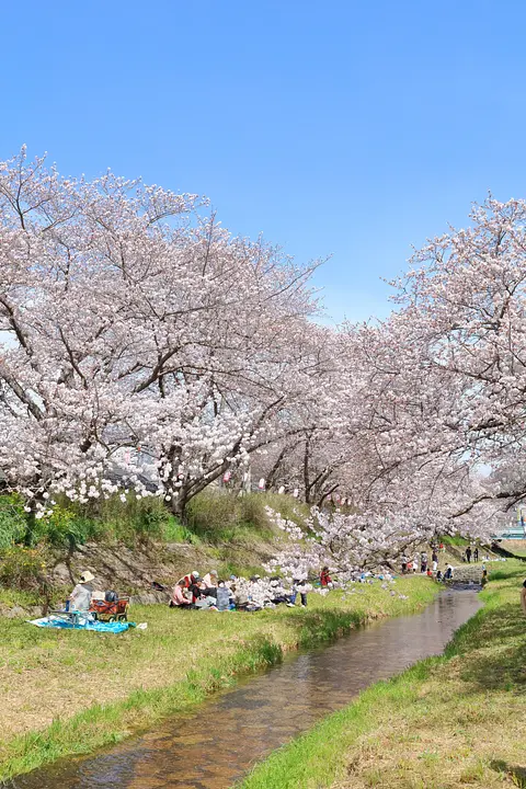 井手町_玉川の桜_014_R.JPG
