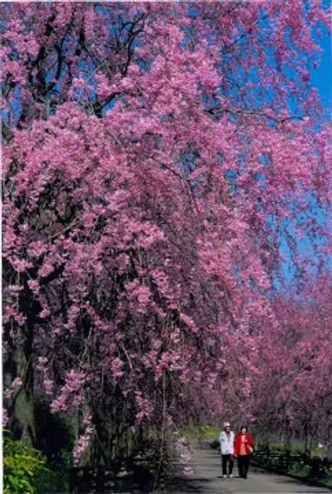 【京都府・緑化センター】桜