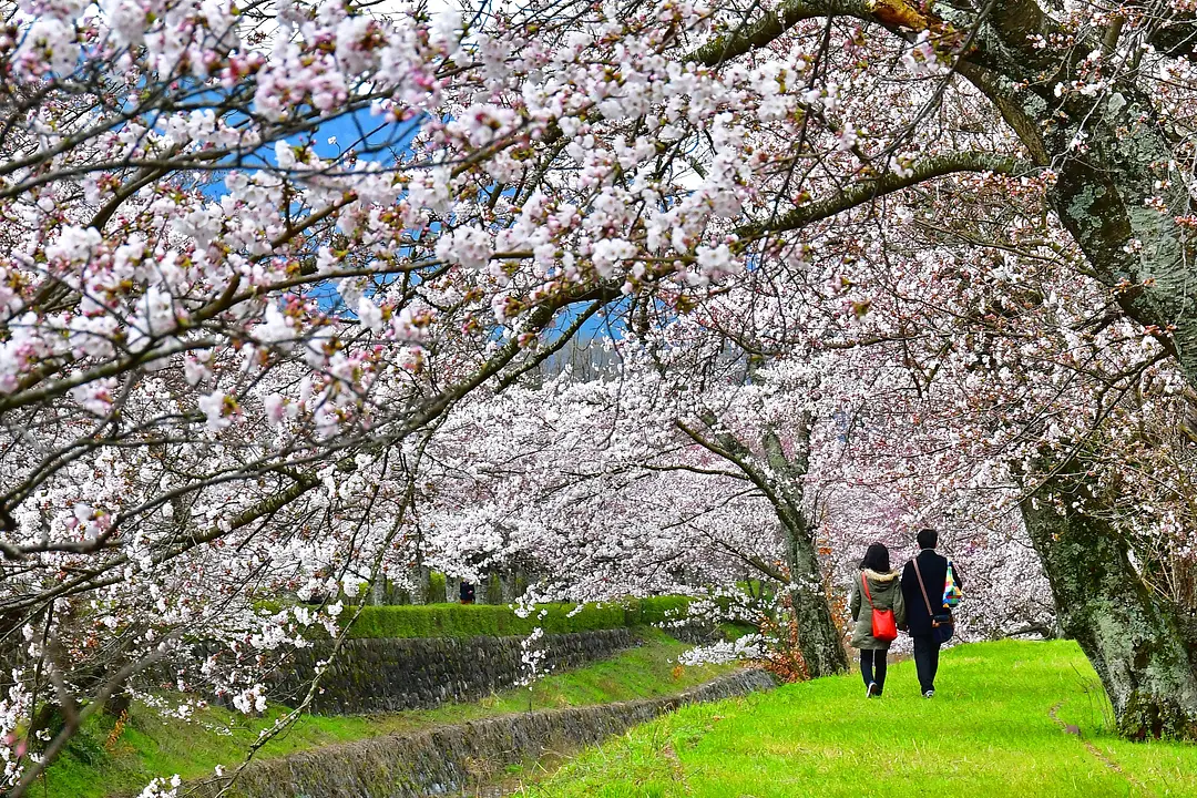 【亀岡運動公園】桜