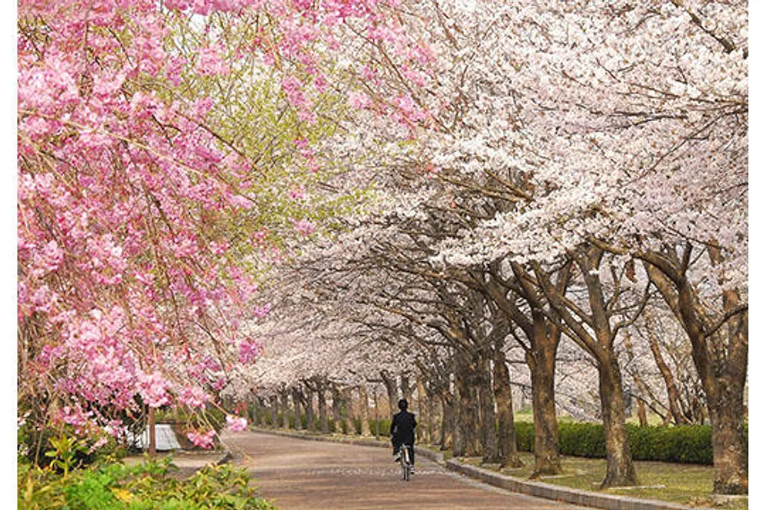 【和らぎの道（七谷川沿い）】桜