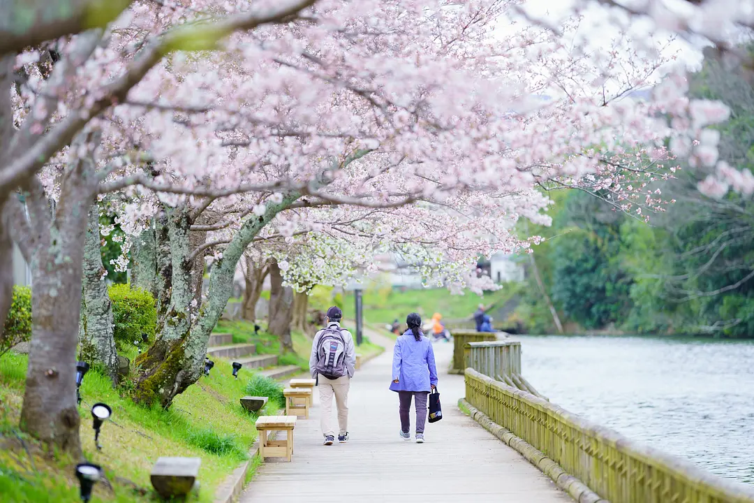 【南郷公園】桜