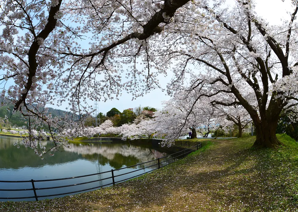 【平の沢公園】桜