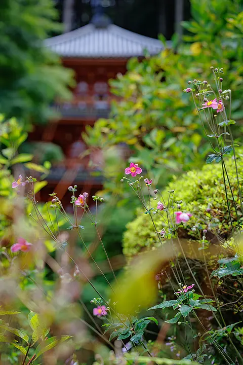 【岩船寺】シュウメイギク