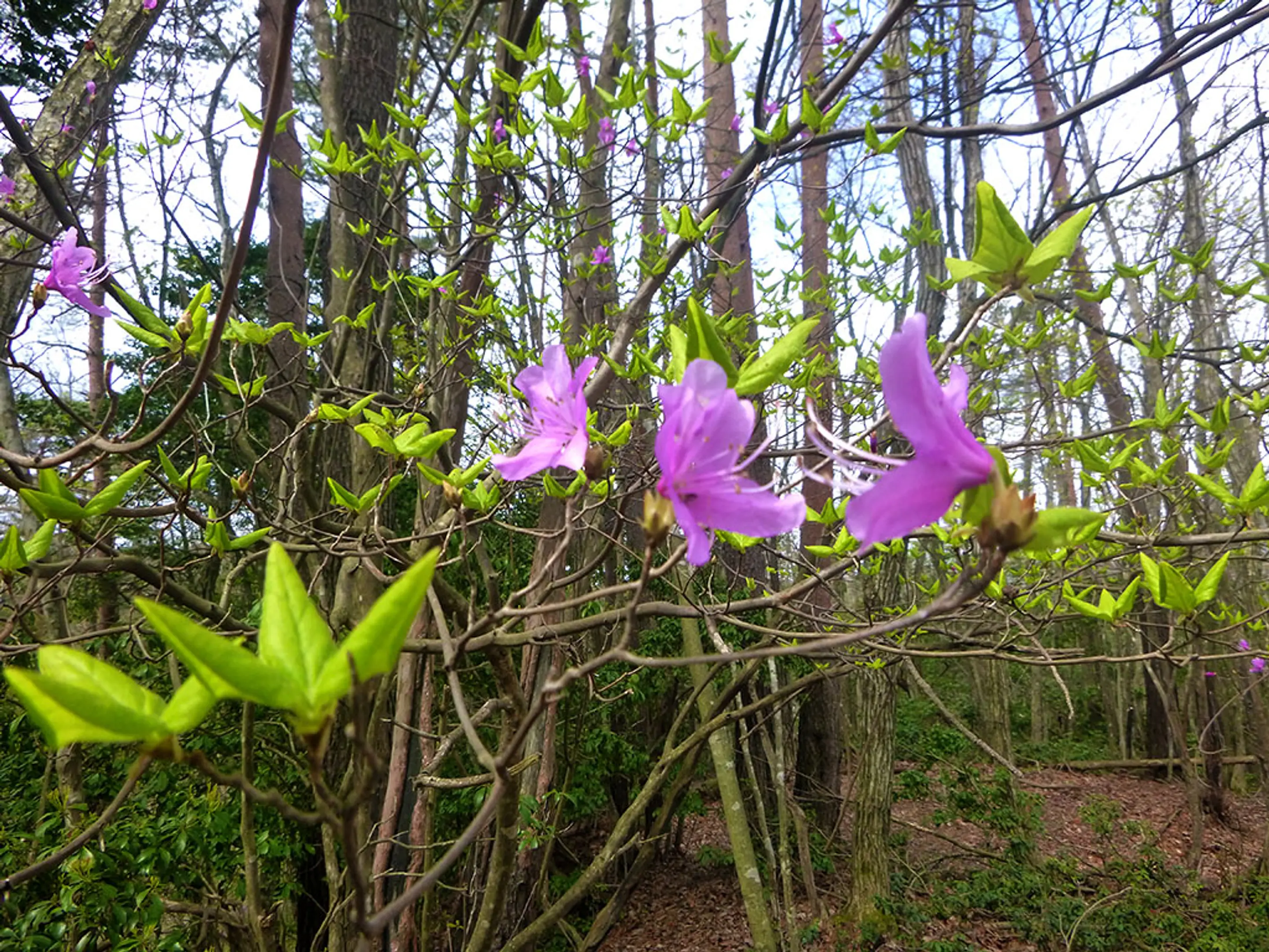 【長老ヶ岳】つつじ