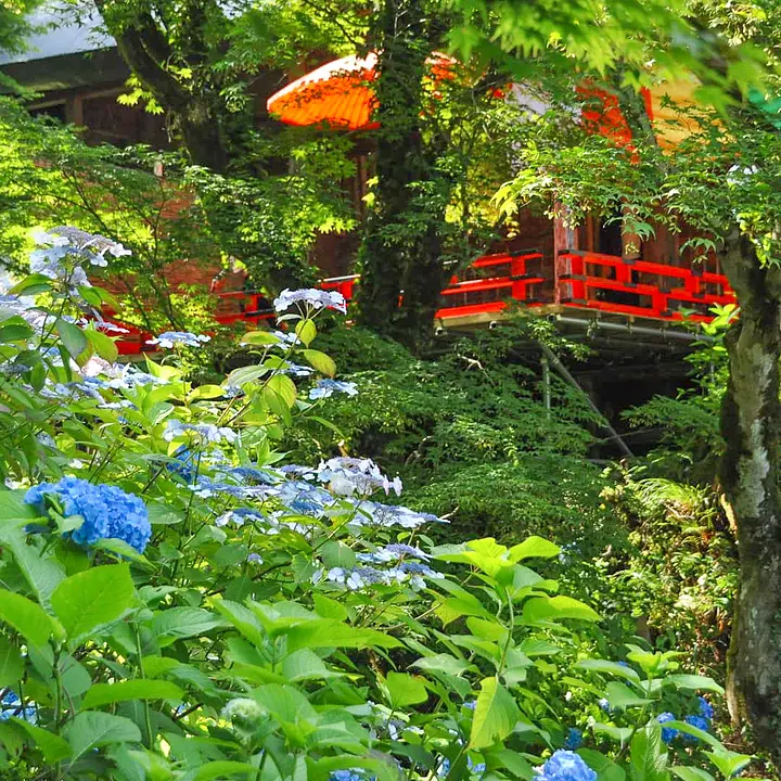 【東光院】あじさい