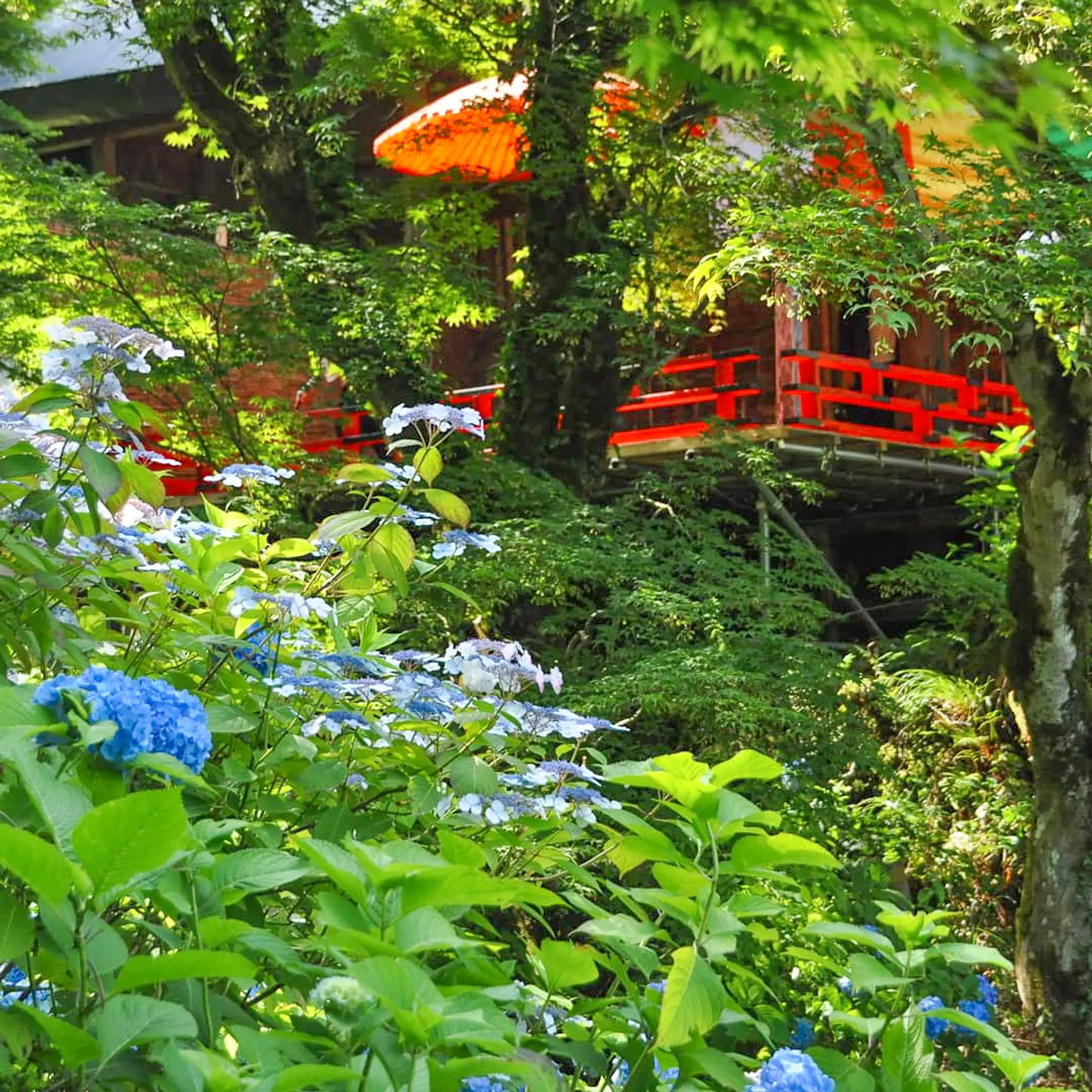 【東光院】あじさい