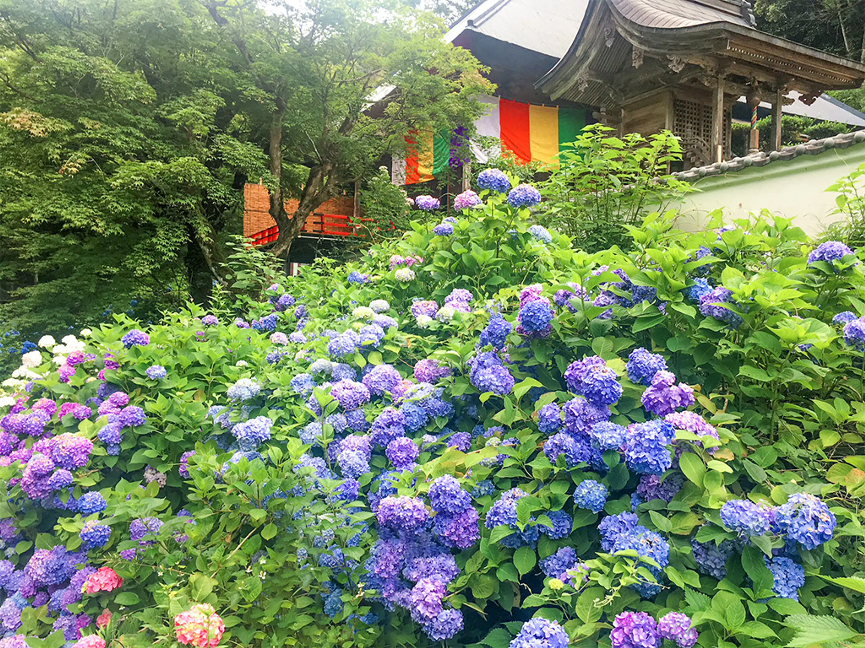 【東光院】あじさい
