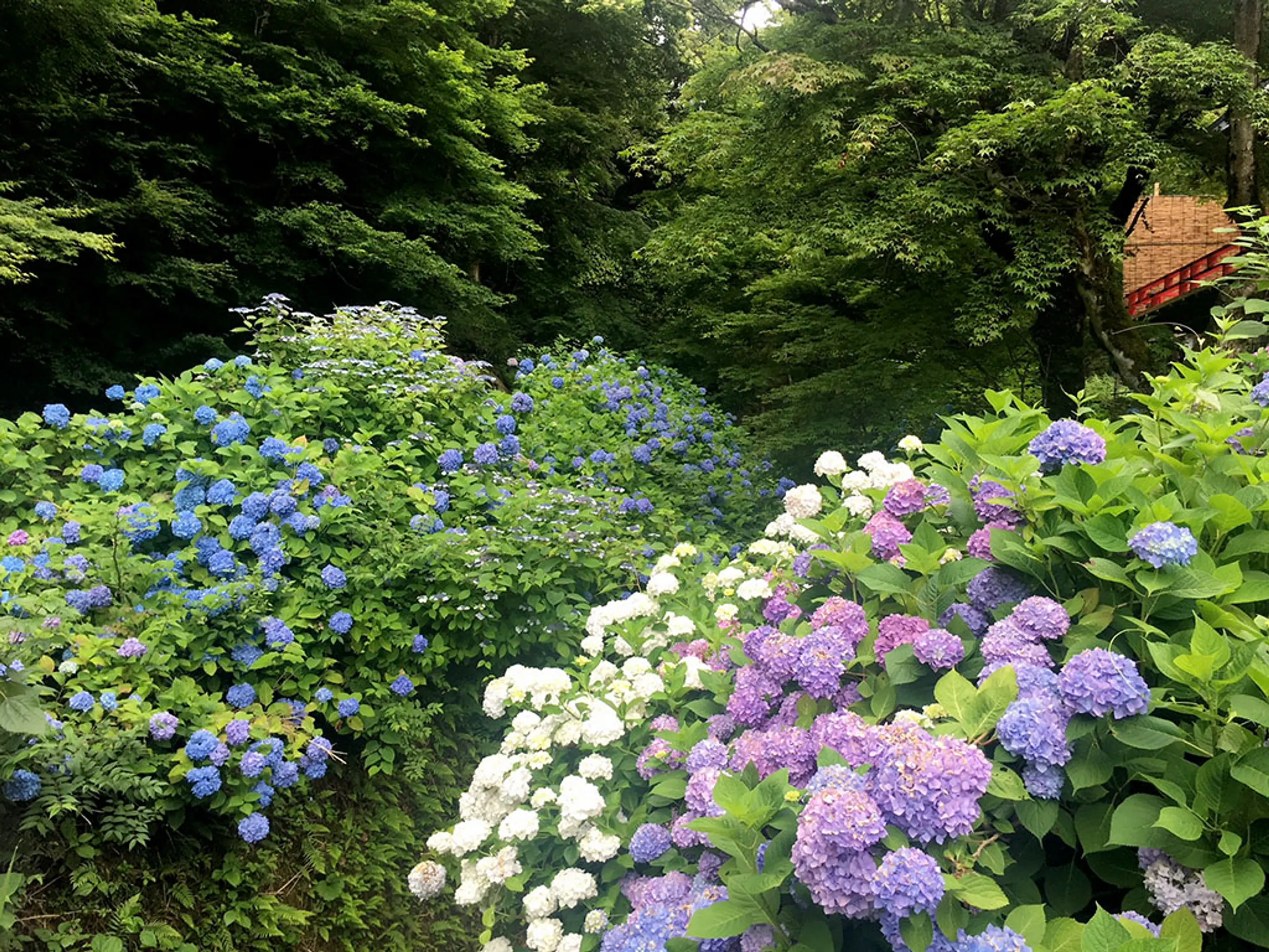 【東光院】あじさい