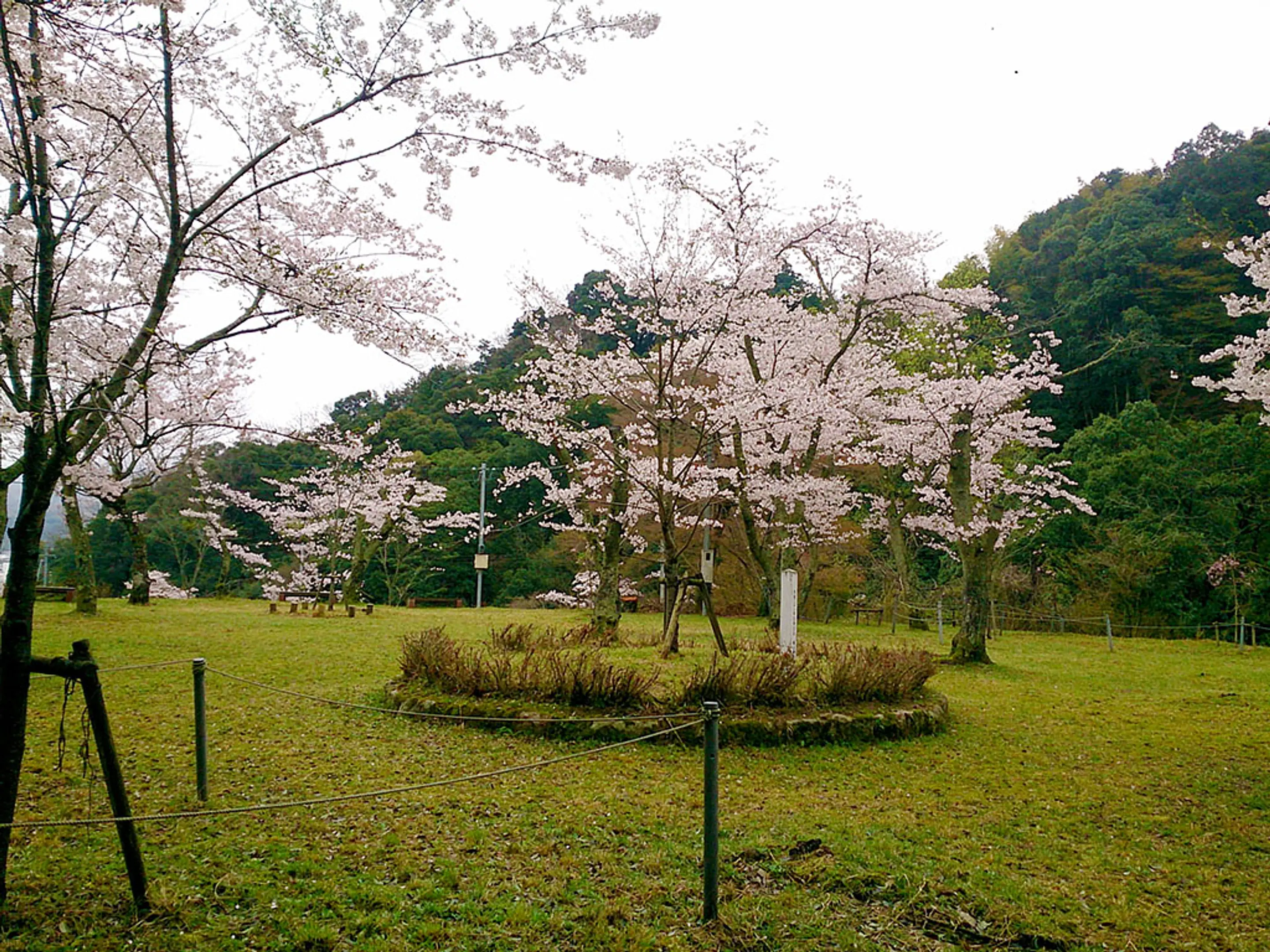 【滝上公園】桜