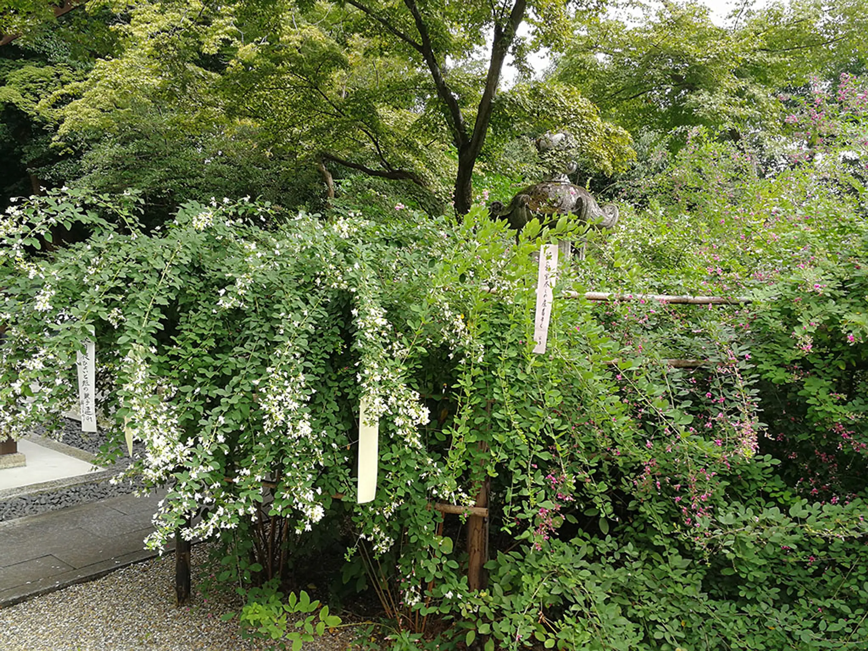 【梨木神社】萩