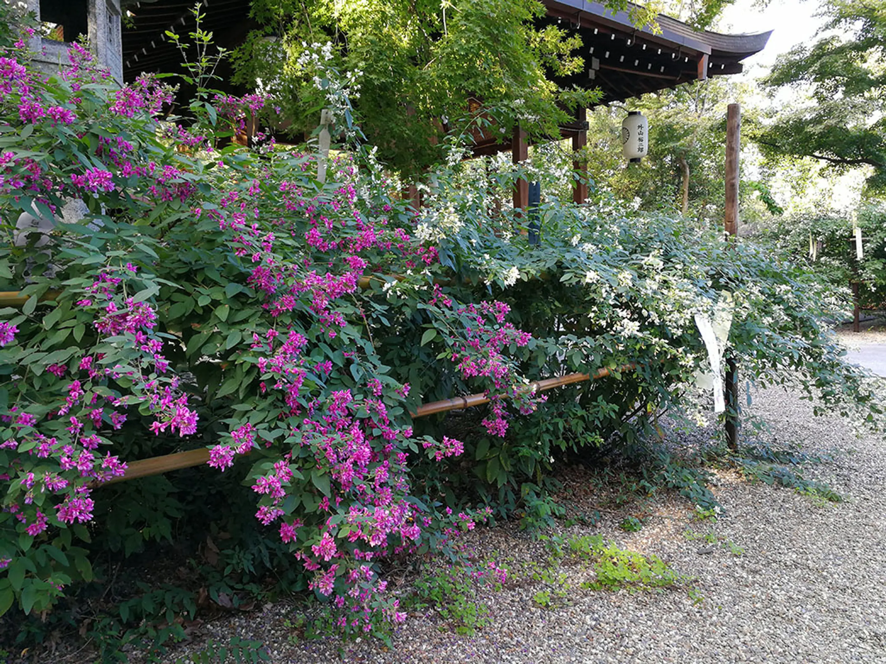 【梨木神社】萩