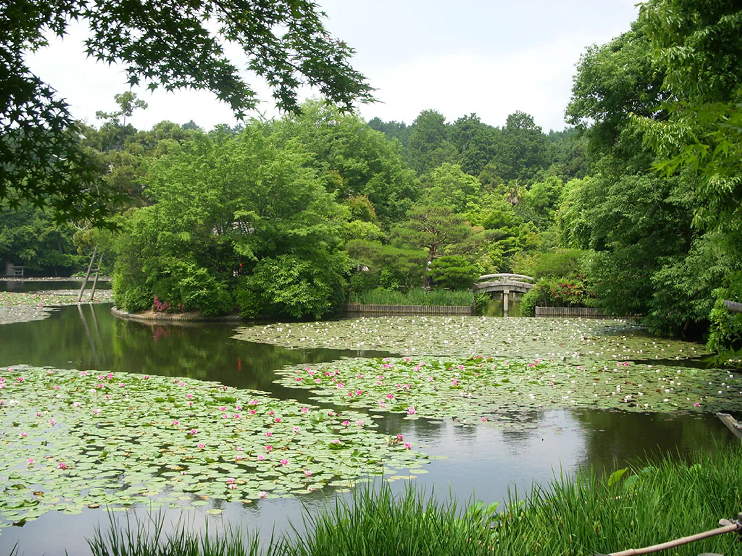 【龍安寺】すいれん