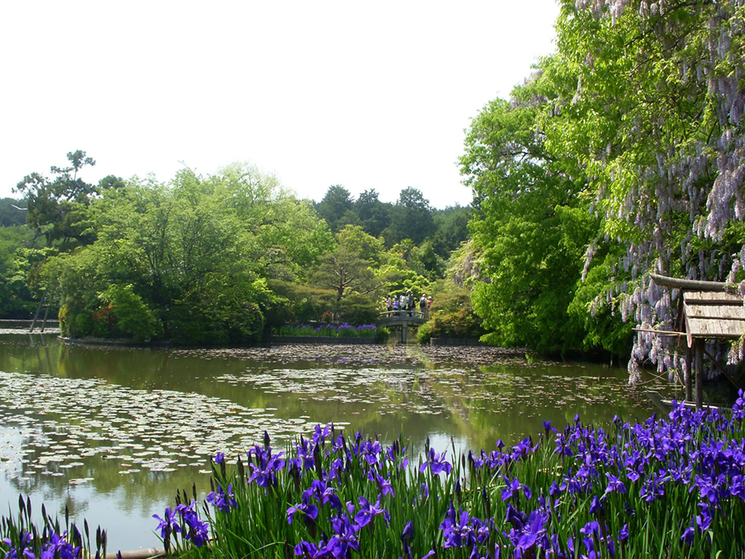【龍安寺】すいれん
