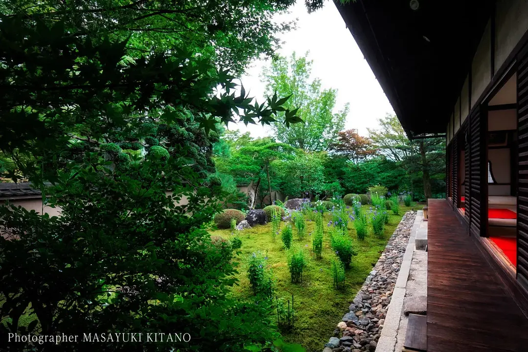 【東福寺塔頭・天得院】桔梗