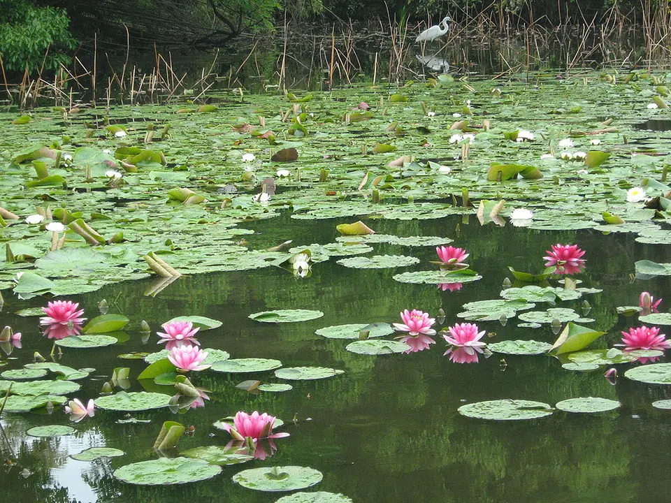 【勧修寺】すいれん