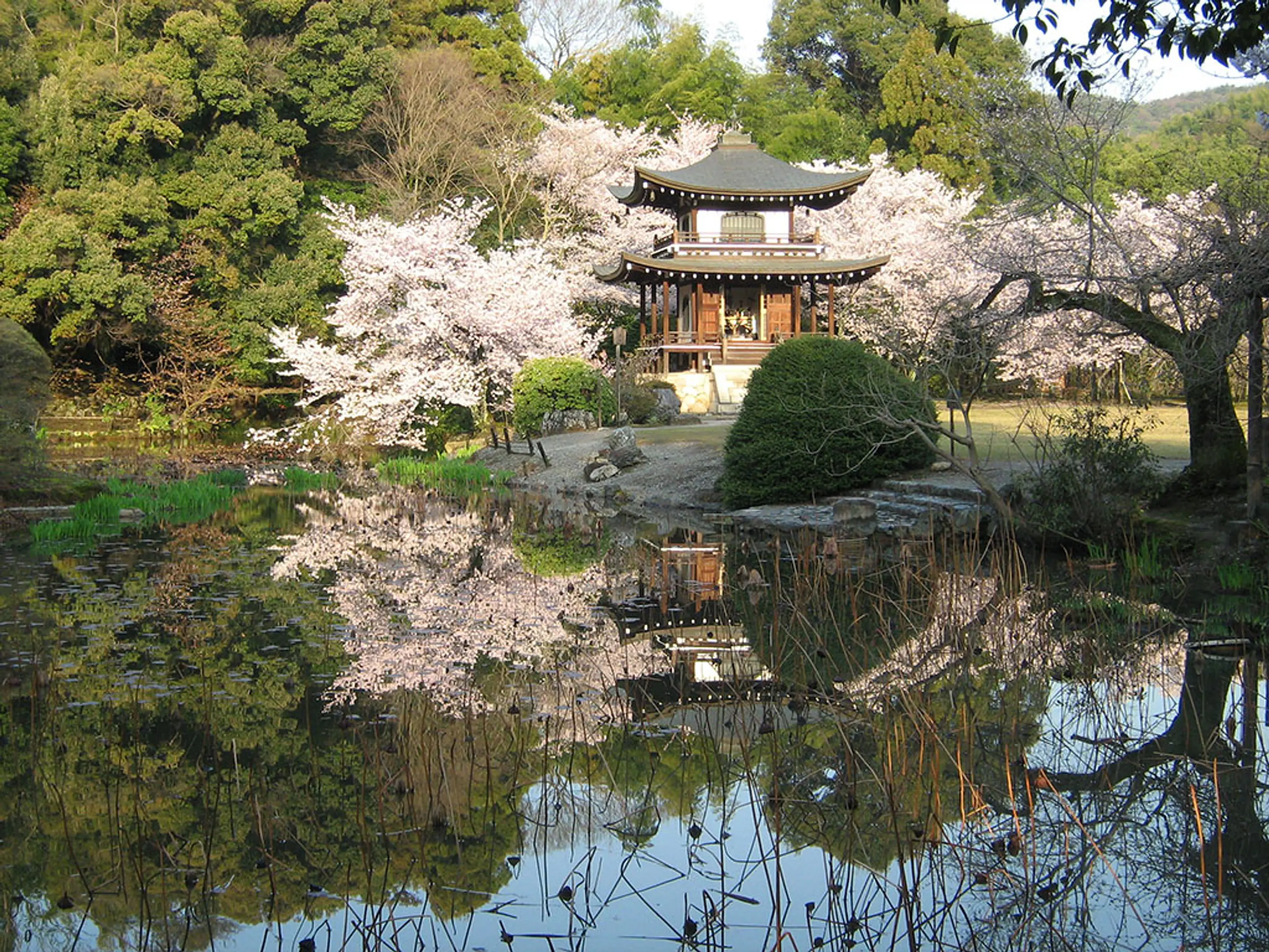 【勧修寺】桜