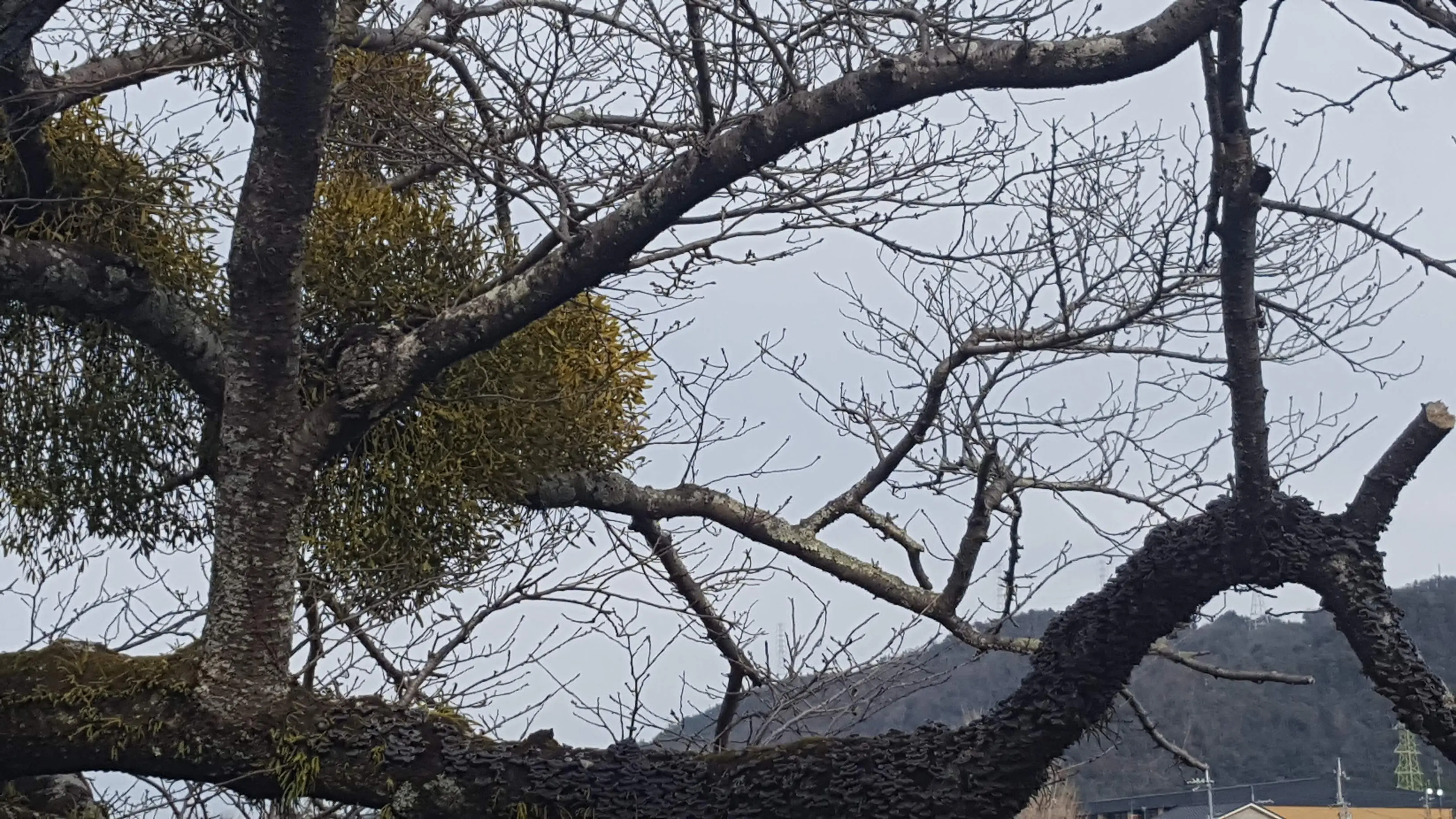 【平等院東側、宇治川堤防】寄木（やどりぎ）