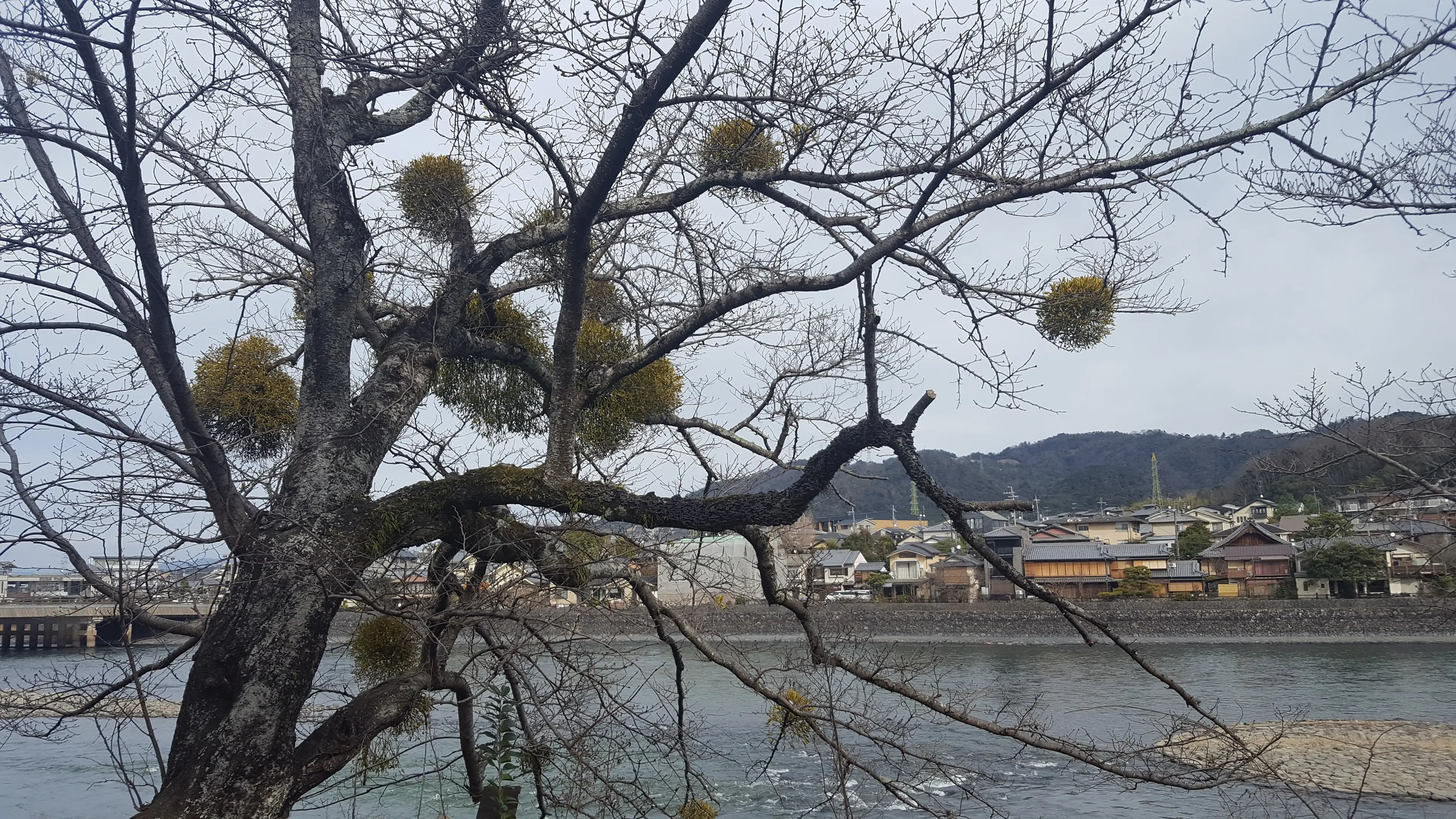 【平等院東側、宇治川堤防】寄木（やどりぎ）