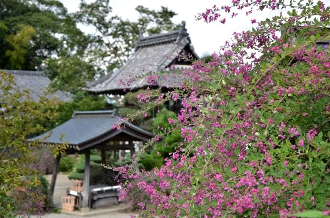 【正暦寺】萩