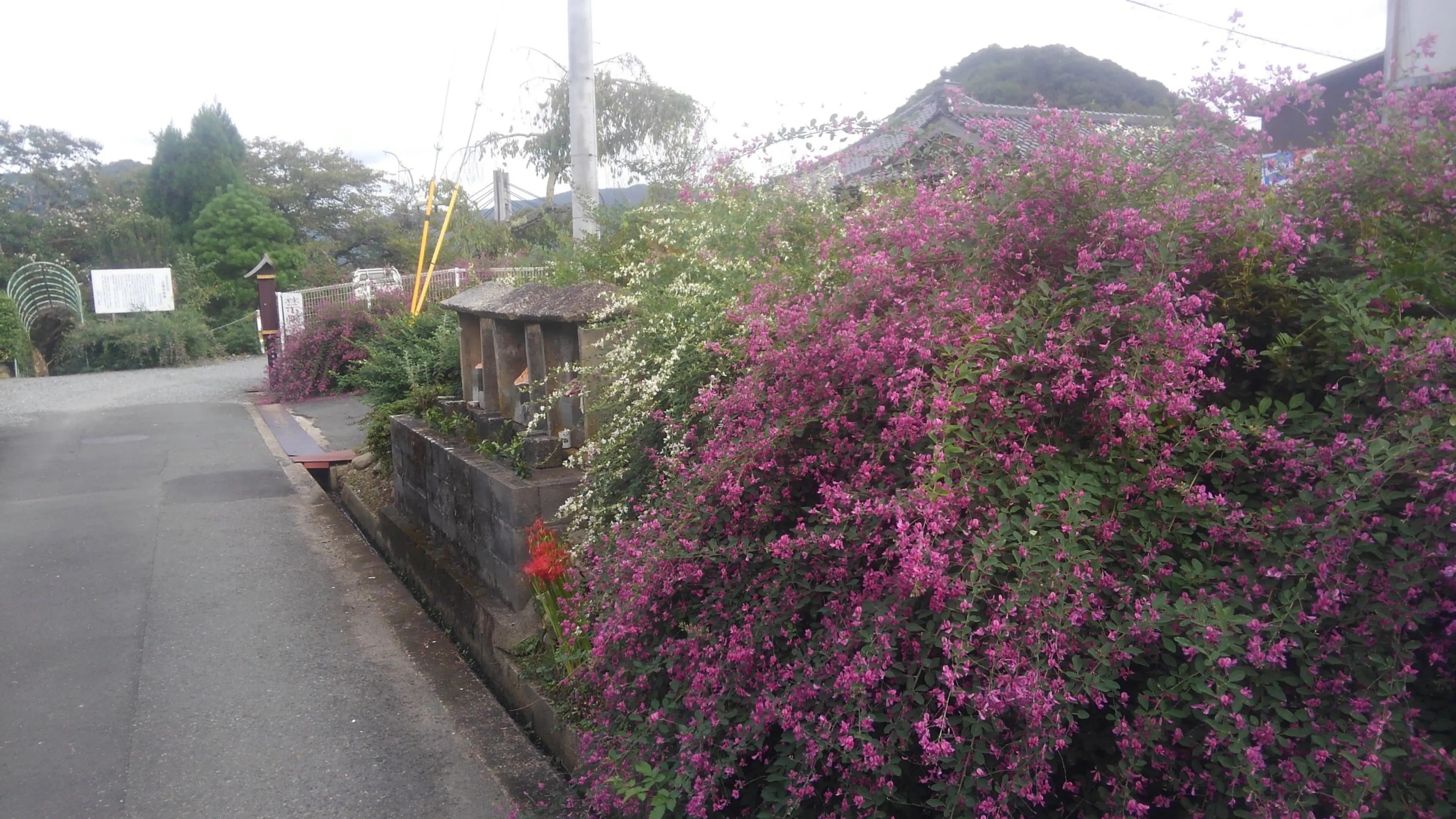 【正暦寺】萩