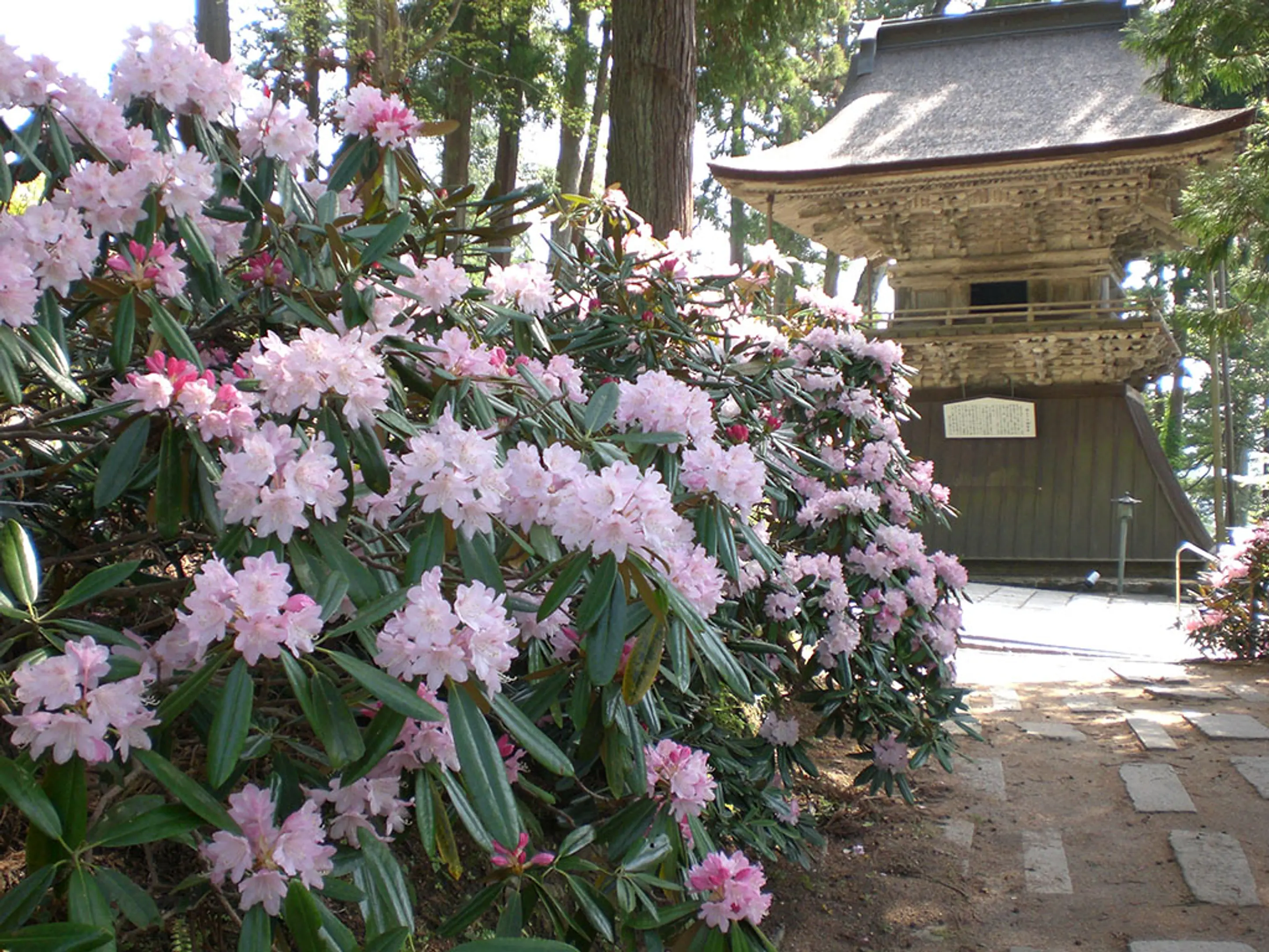 【成相寺】シャクナゲ